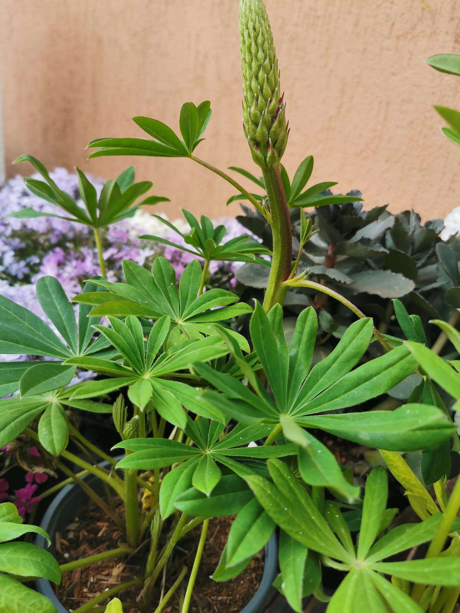 Galerie foto - Poza #2