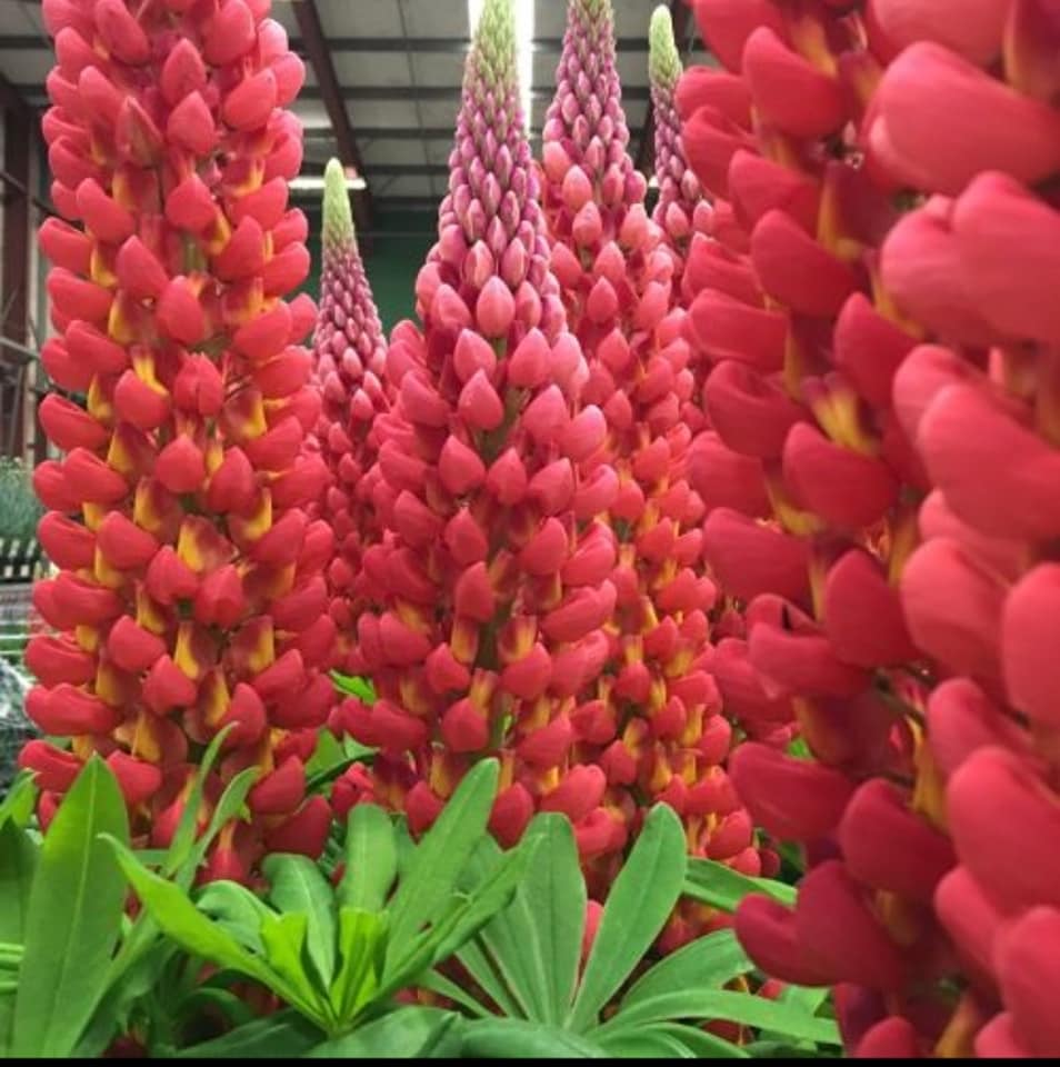 Galerie foto - Poza #1