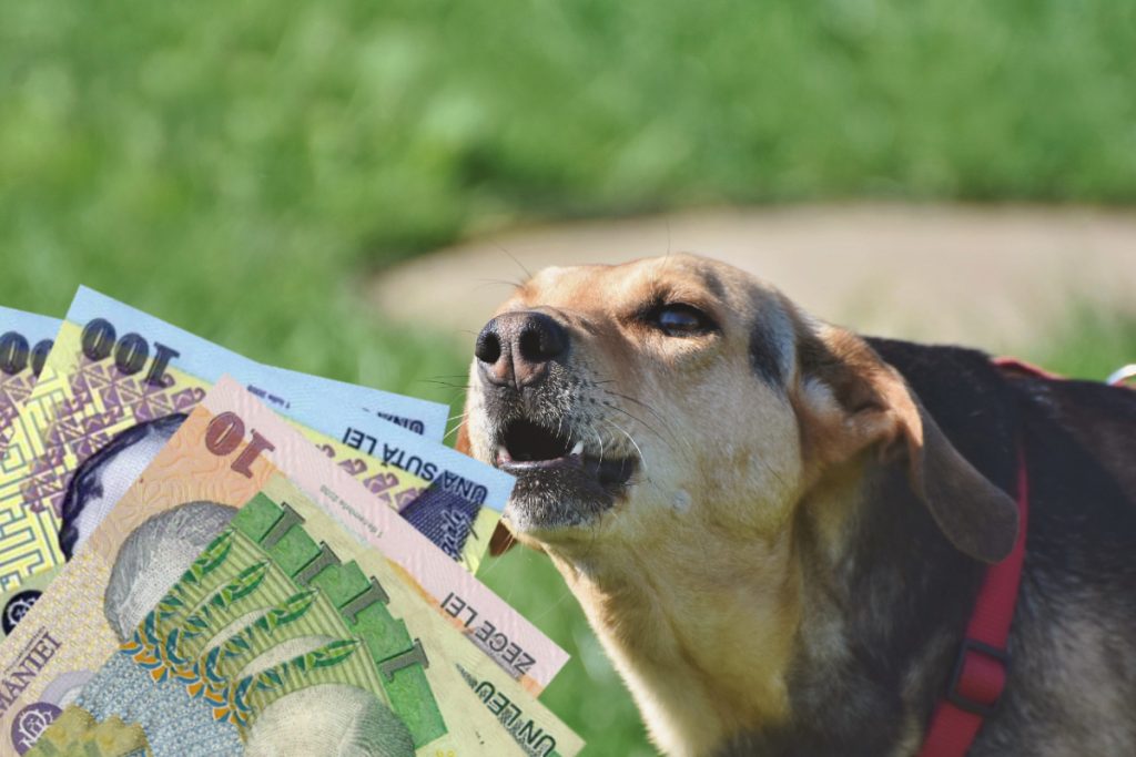 Amenzi de până la 5.000 de lei pentru românii care au astfel de animale de companie: ce trebuie să știe proprietarii de câini
