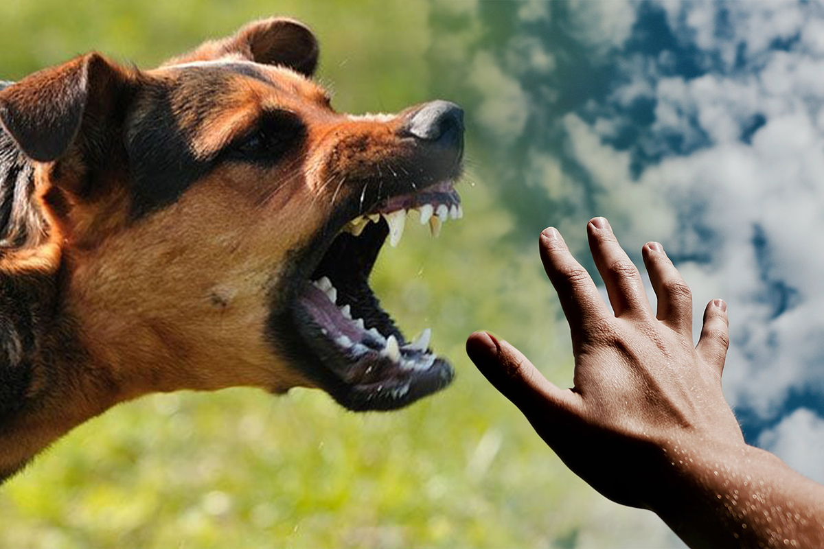 Amenzi de până la 5.000 de lei pentru românii care au astfel de animale de companie: ce trebuie să știe proprietarii de câini