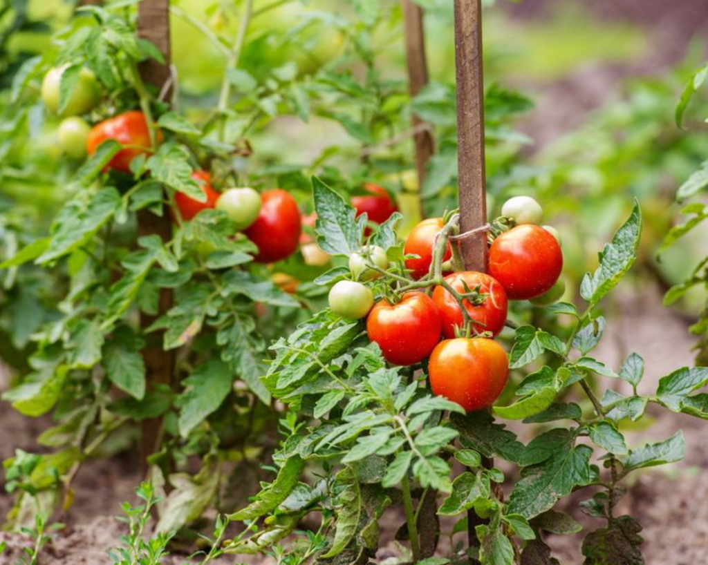 Ce să nu plantezi niciodată lângă roșii. Vor strica toată recolta