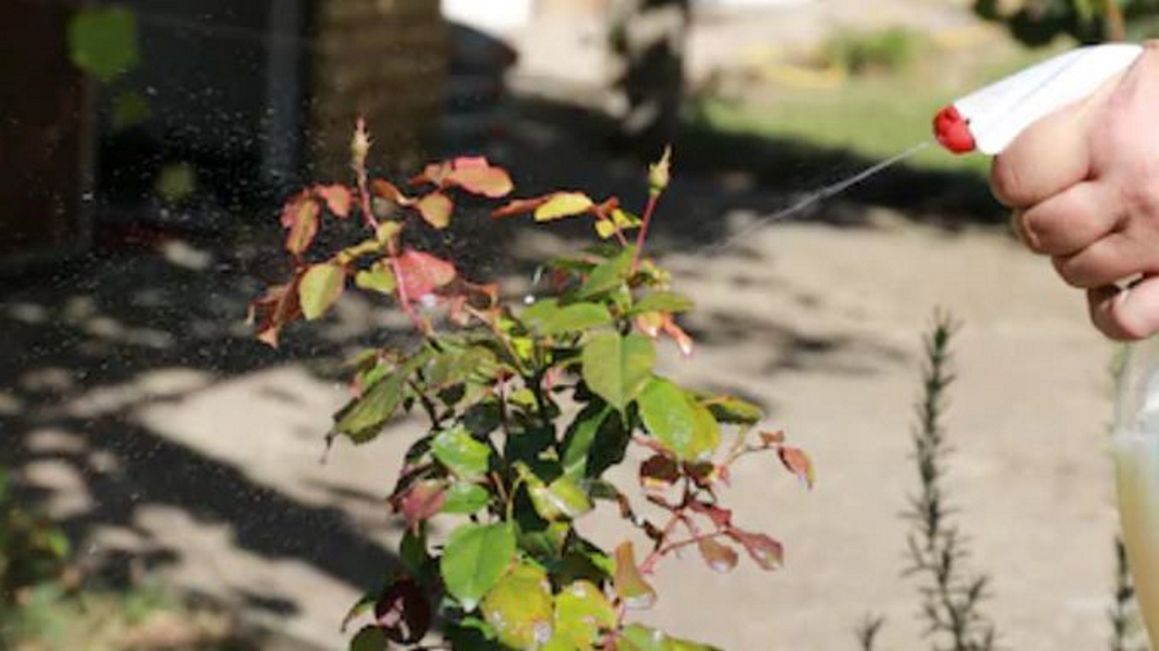 Insecta minuscula care ataca rasadurile din gradina