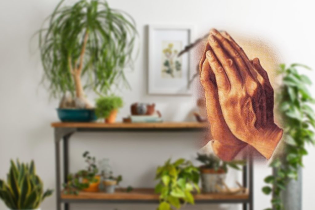 Planta pe care să o ai mereu în casă. Se roagă pentru toată familia