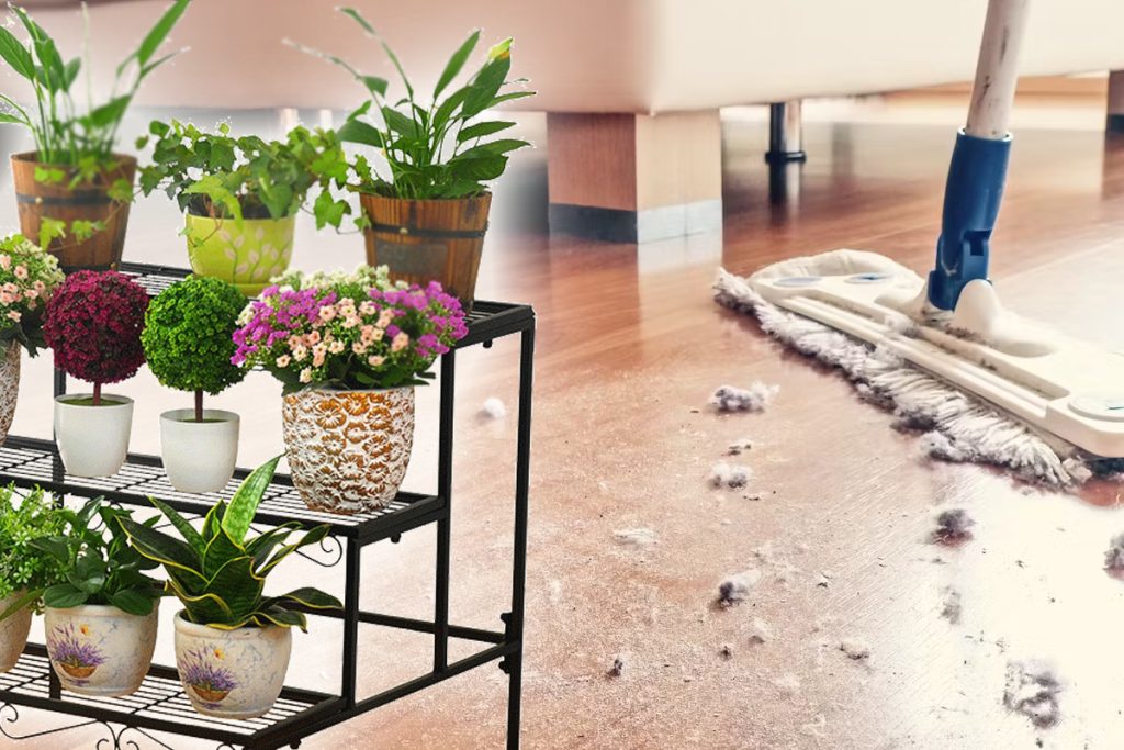 Plantele care elimină praful din casă. Trebuie să le ai neapărat în apartament