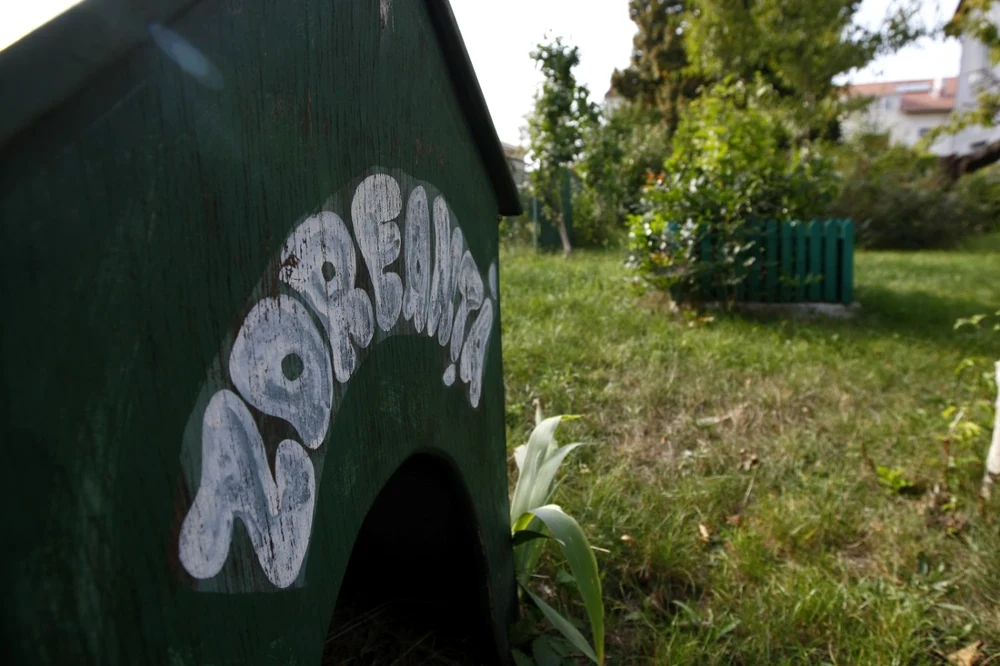 Galerie foto - Poza #1