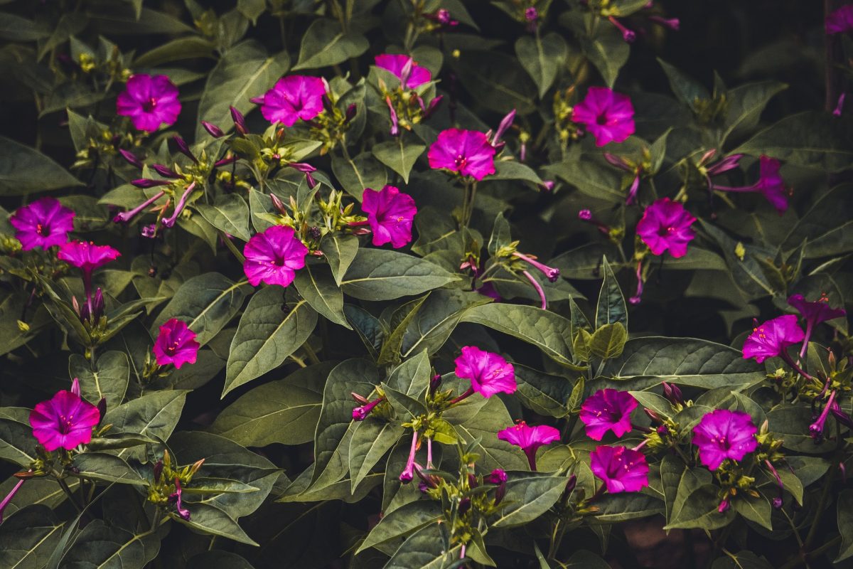 Barba imparatului (Mirabilis jalapa) 