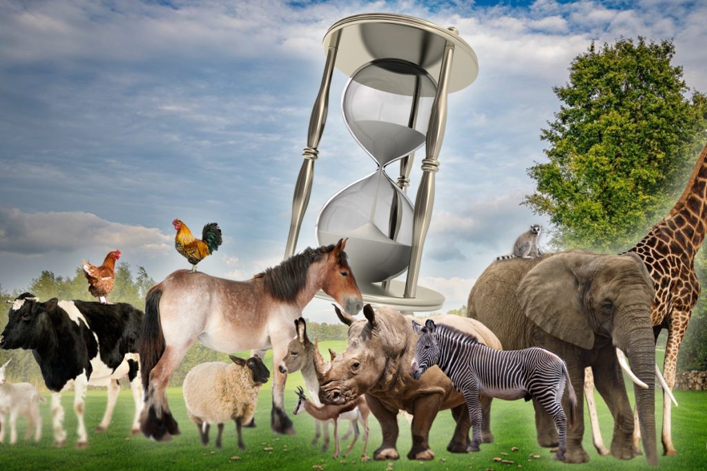 Cât trăiesc animalele? De la 5 zile la 507 ani