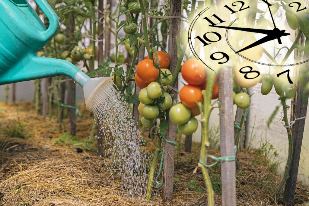 Cel mai bun moment al zilei pentru a uda roșiile din grădină. Greșeala care îți strică recolta