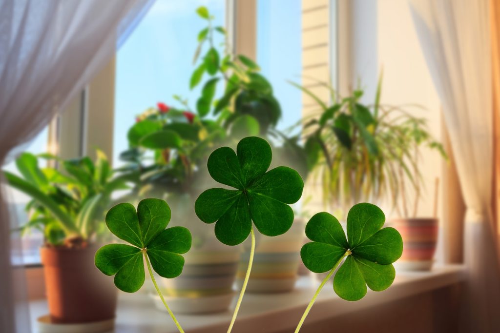 Plantele care aduc noroc în casă. Trebuie neapărat să le ai, sunt foarte ușor de întreținut