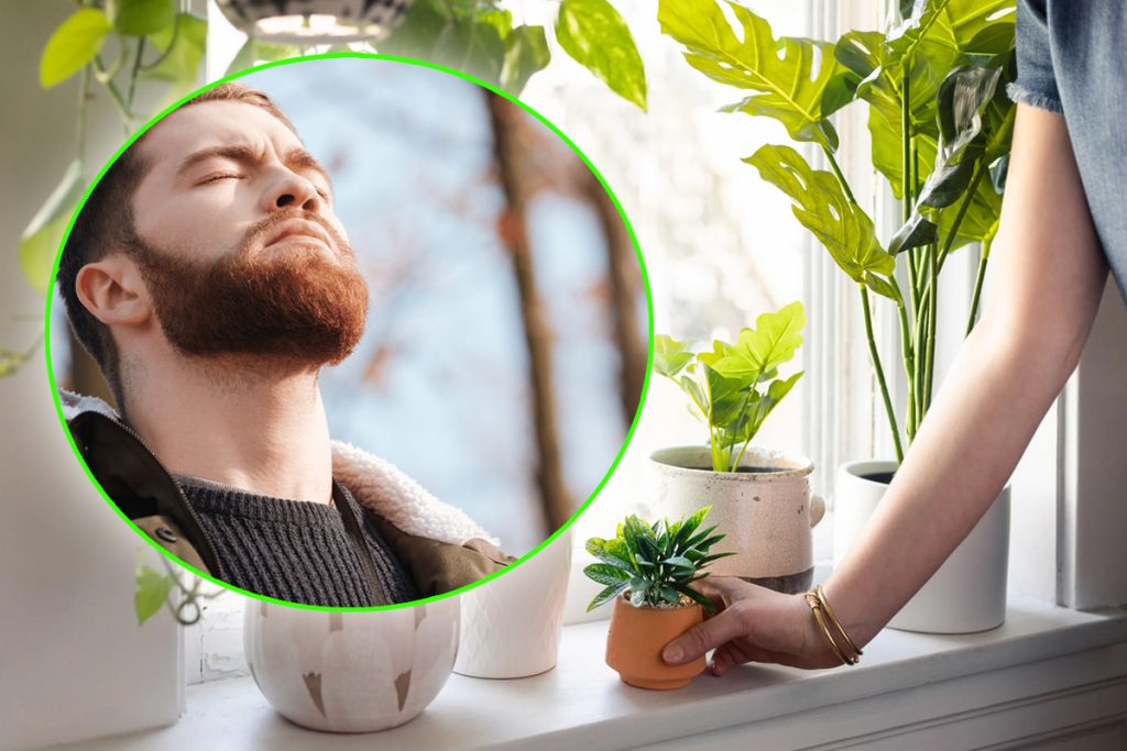 Plantele care elimină metalele grele din organism. Sunt o adevărată minune pentru sănătate