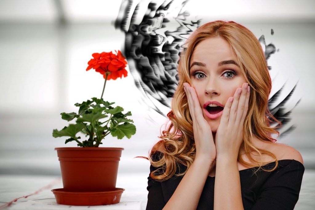 Plantele care te protejează de energiile negative. Unde trebuie să le așezi pentru sporul casei