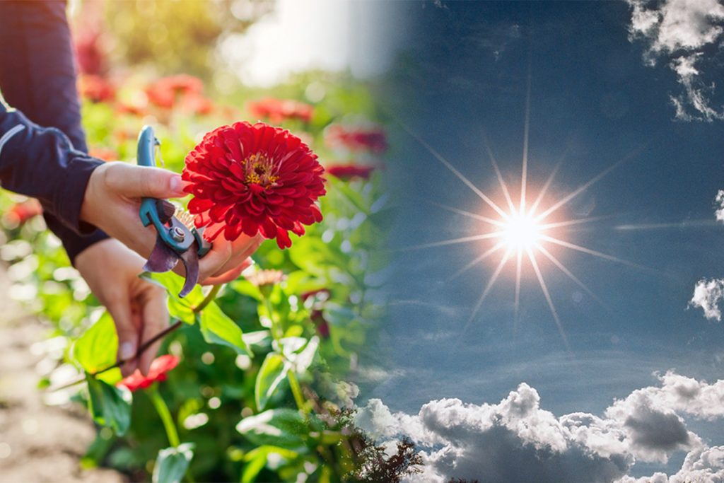 Flori care iubesc soarele. Rezistă la temperaturi ridicate și sunt spectaculoase. Vei avea o grădină superbă toată vara