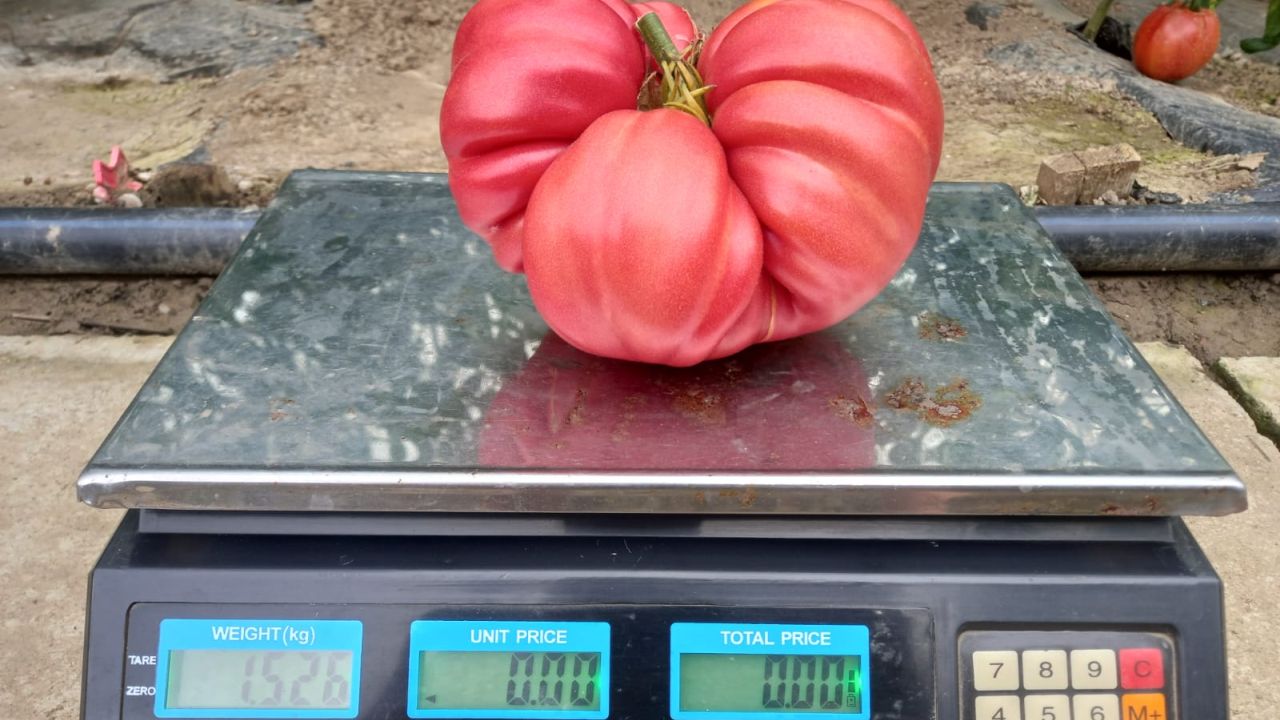Un fermier din România a dat lovitura cu roșii gigantice, de 1.5 kilograme: