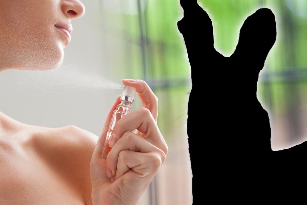 Animalul de unde provine adevărata aromă de mosc. O jumătate de kilogram costă peste 20.000 de dolari