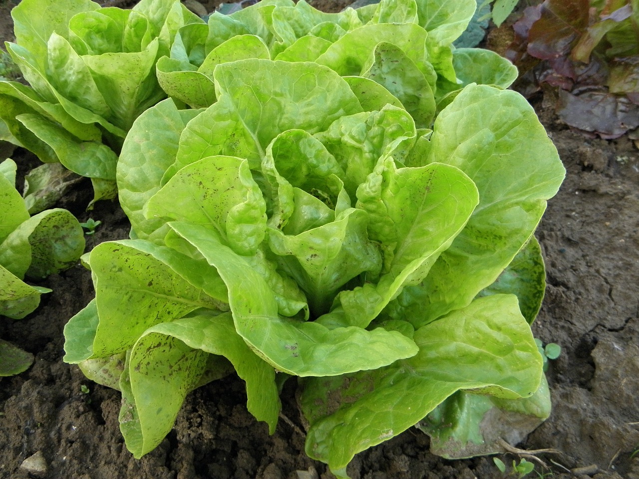 Cand se planteaza salata verde