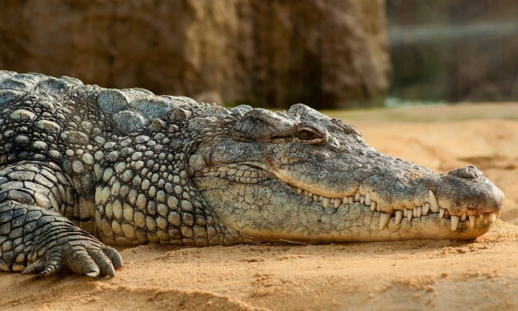 Crocodilii ar plange cand isi evoreaza prada