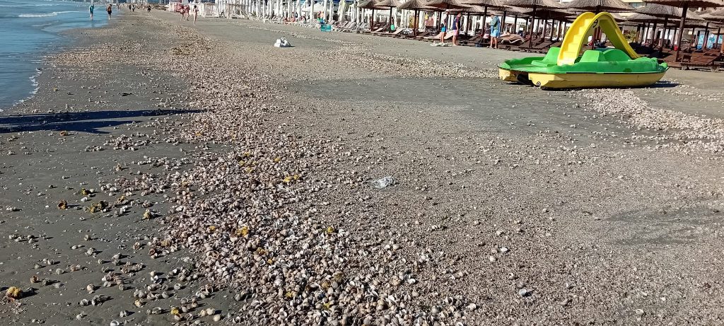 Alertă pe litoral după furtunile din ultimele ore. Asociația Pro Consumatori: “A început să se simtă un ușor iz cadaveric!”