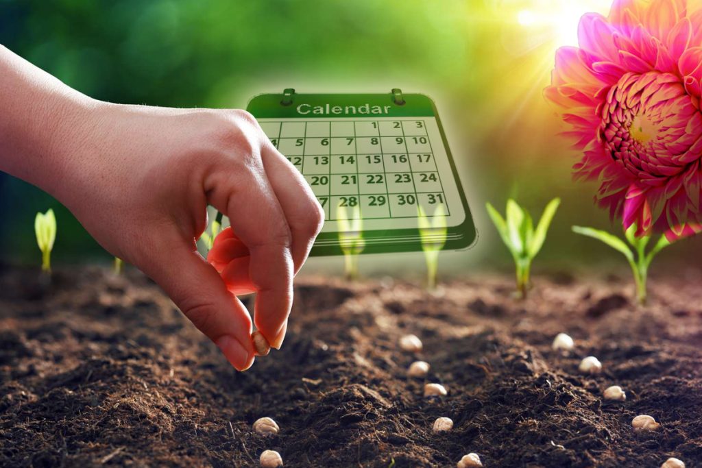Când se plantează semințele de flori în grădină? Reguli de aur de la cei mai iscusiți grădinari