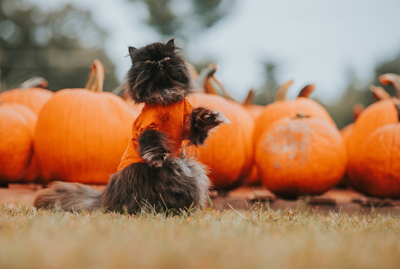 Curiozitati despre Halloween