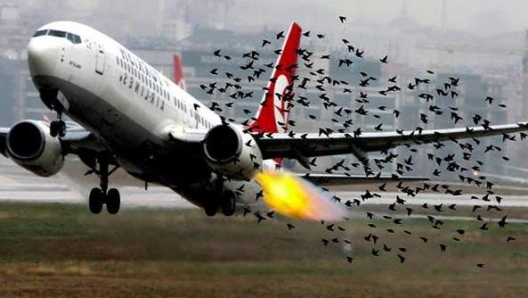 Cazul Jeju Air: câte accidente au produs stolurile de păsări care au lovit avioane în zbor