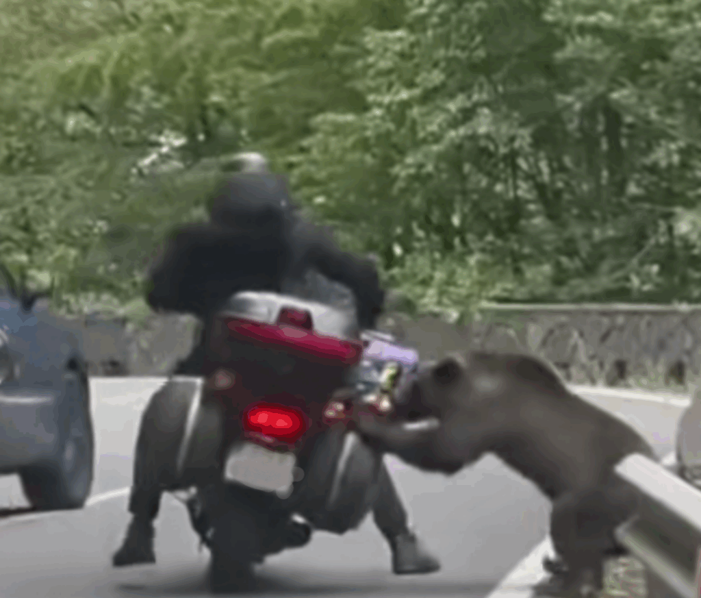 Urs de pe Transfăgărășan jefuind de mâncare un motociclist străin. Să vezi când vor afla urșii de străinii cu sac Glovo din București!