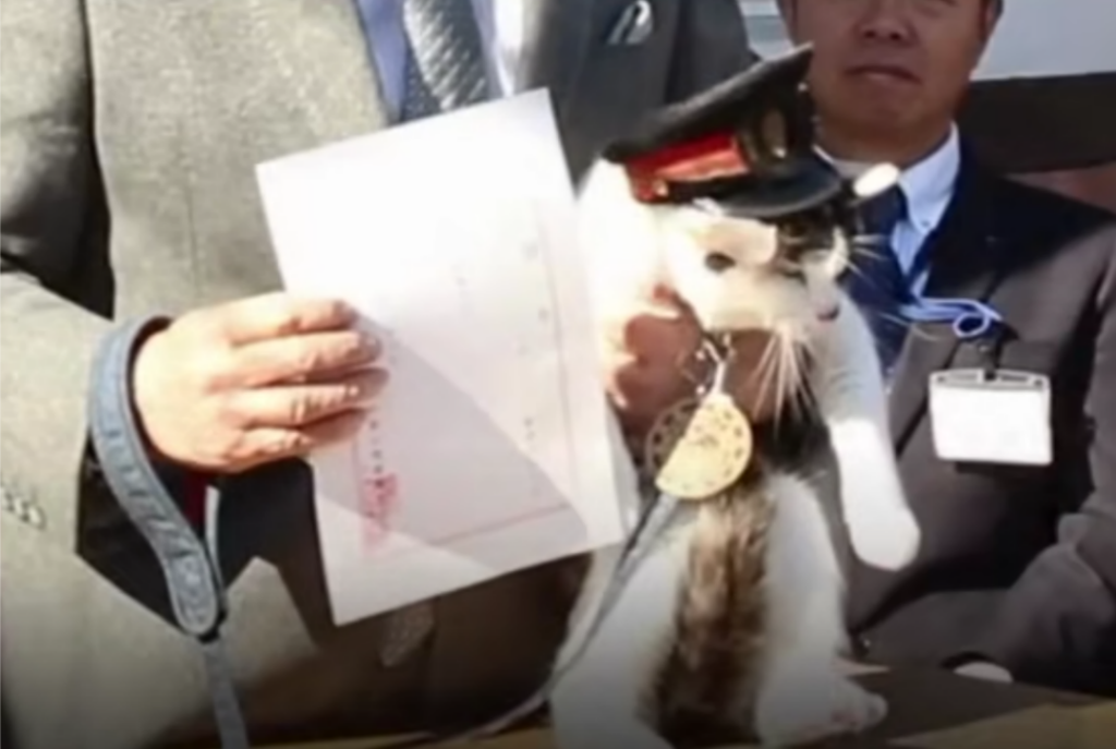 O pisică a fost numită în funcția de șef de gară, în Japonia. La noi, pentru funcția asta ar fi mai potrivit un melc