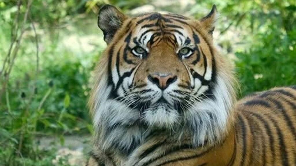 Clipe de groază la un spectacol de circ din Rusia! Un tigru a sărit din arenă în rândurile spectatorilor!