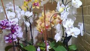 Cum poți să schimbi culoarea florilor de orhidee. Un truc eficient